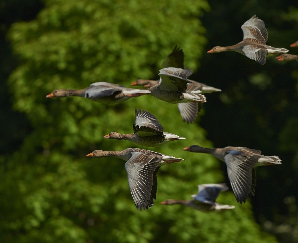 a flock of Canada geese pictured during migration