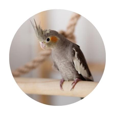 a pet cockatiel swinging from a wooden stick
