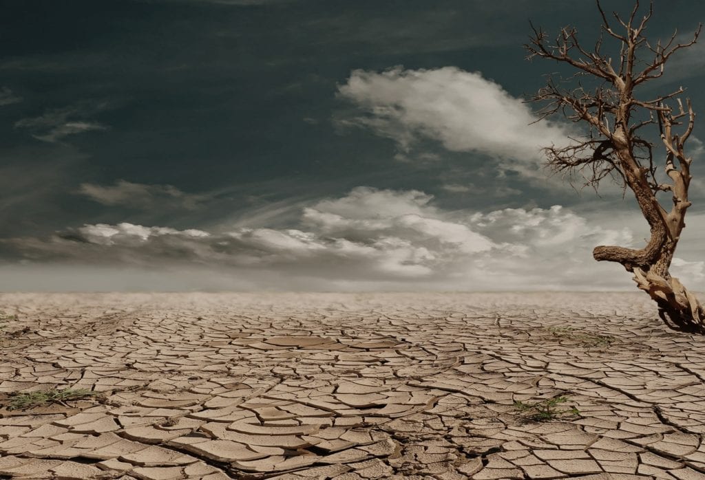 a dead tree standing on a dried land