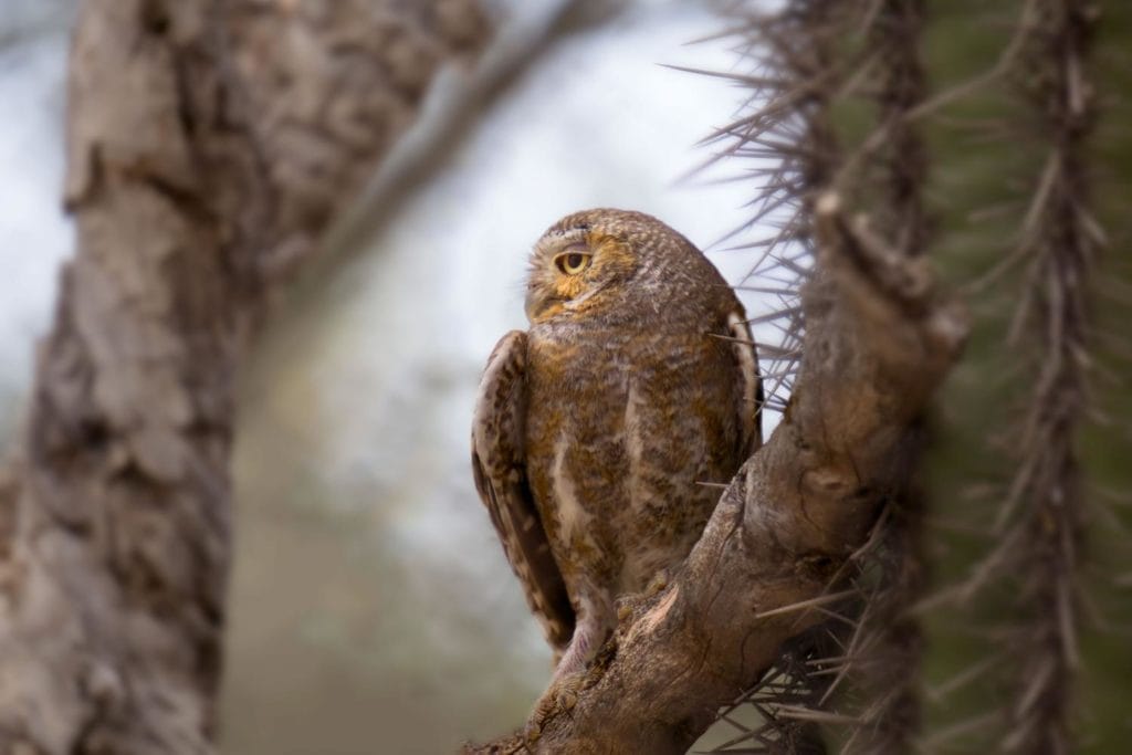 elf owl, smallest world in the world, surrounded  by dead saguaro cactus