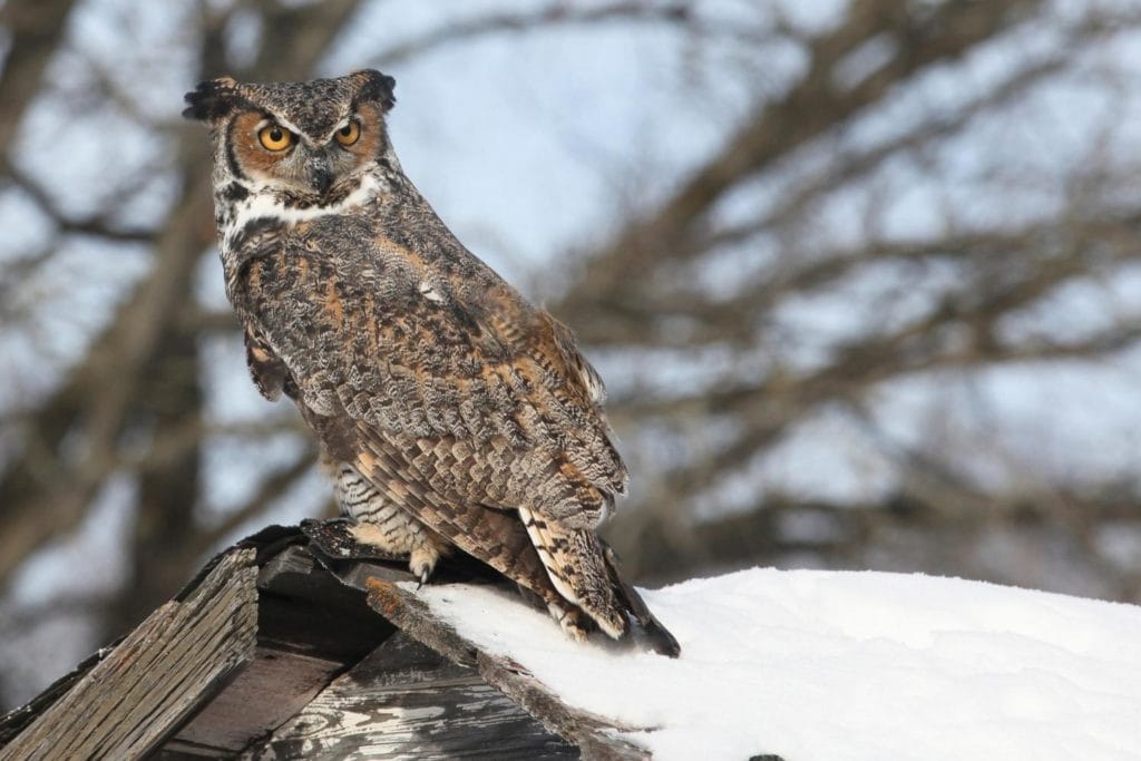 a great horned owl on top of a roof during winter