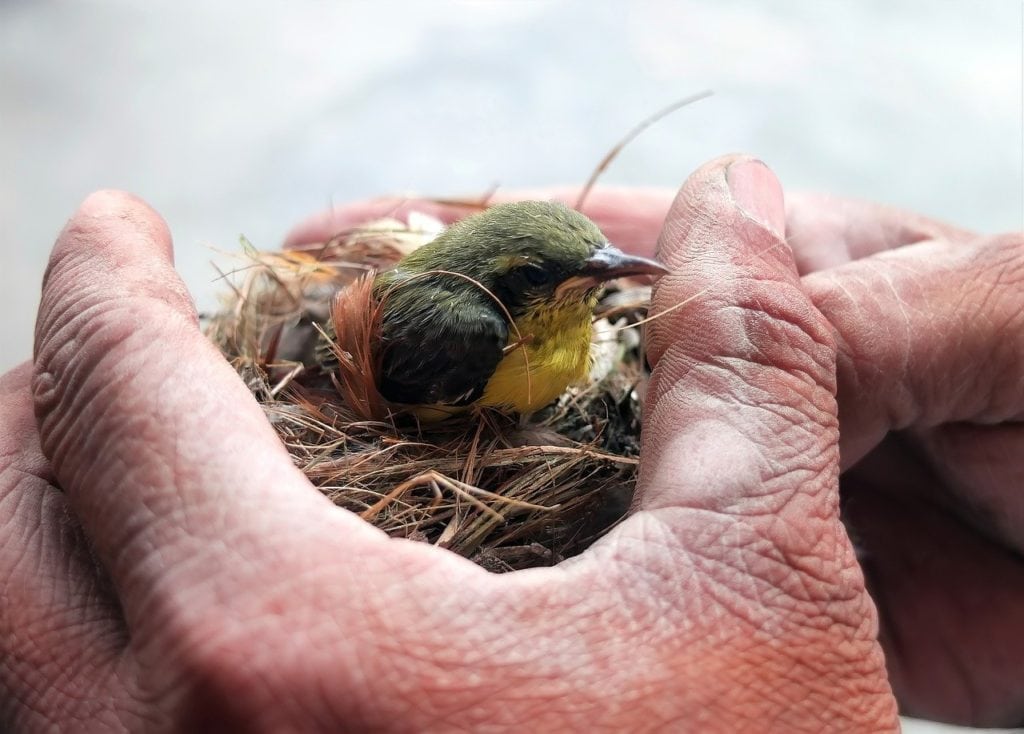 a man holding a rescued bird that's still in its nest