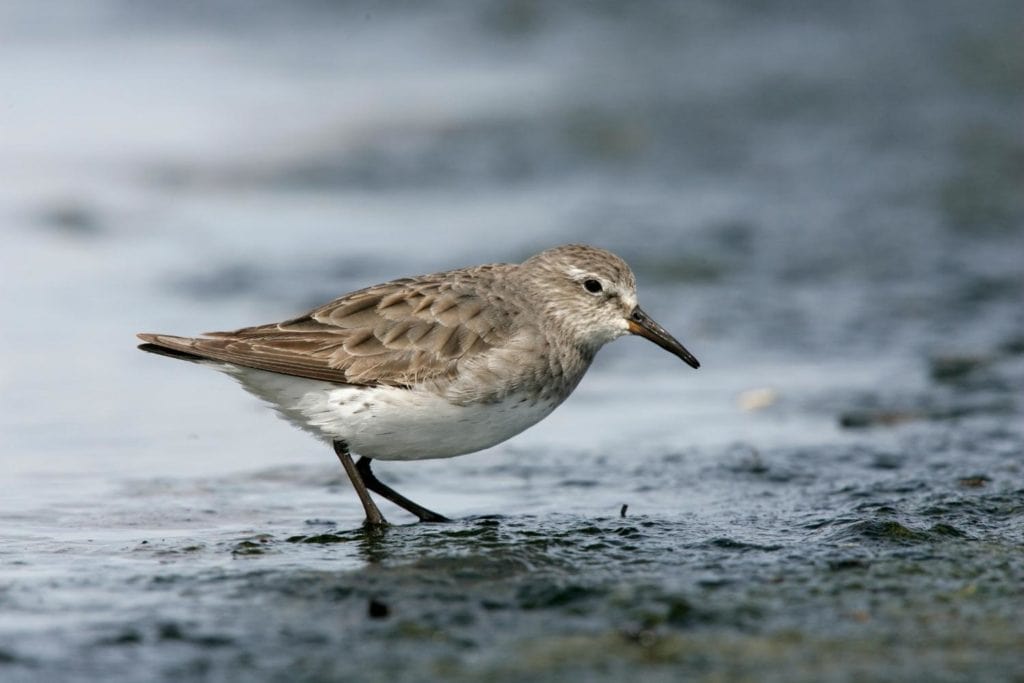 close up of a a white-rumped sandpiper looking for food in the shore