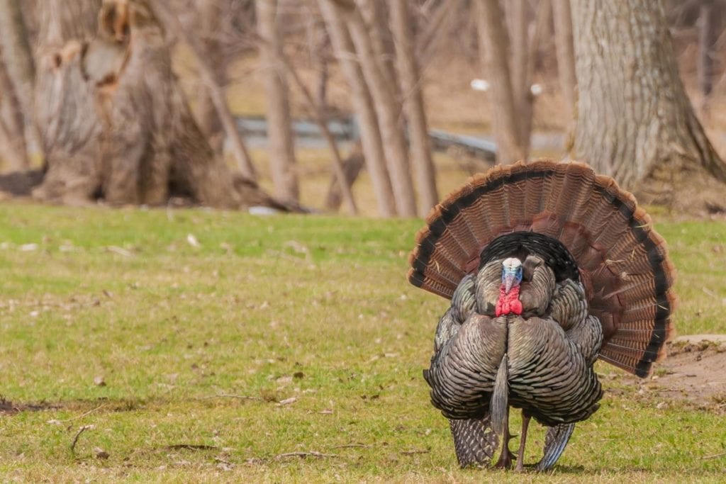 strutting male wild turkey displaying in the spring mating season