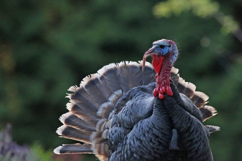 detailed image of a wild turkey on its habitat