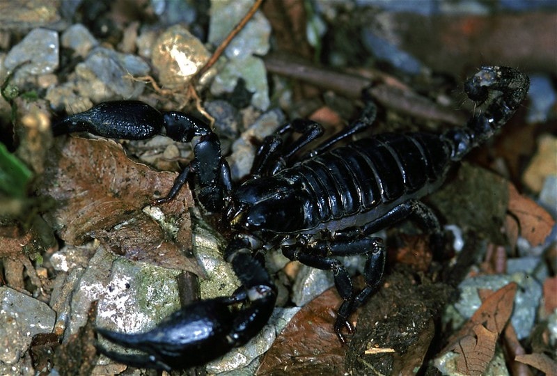 the Asian forest scorpion, also known as black scorpion, on top of rocks in Khao Yai NP, Thailand