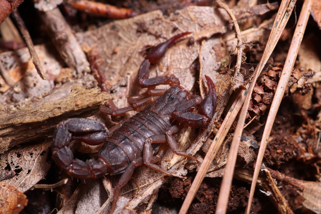 a Southern unstriped scorpion on top of wood litter