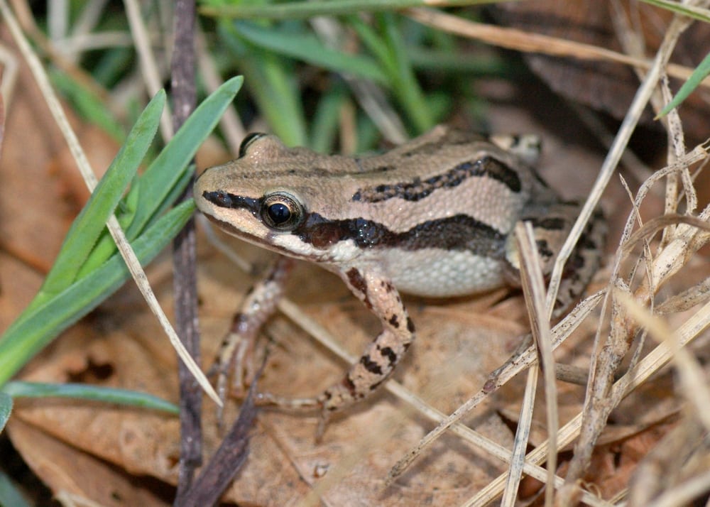 Boreal Chorus Frog in the middle of a grass