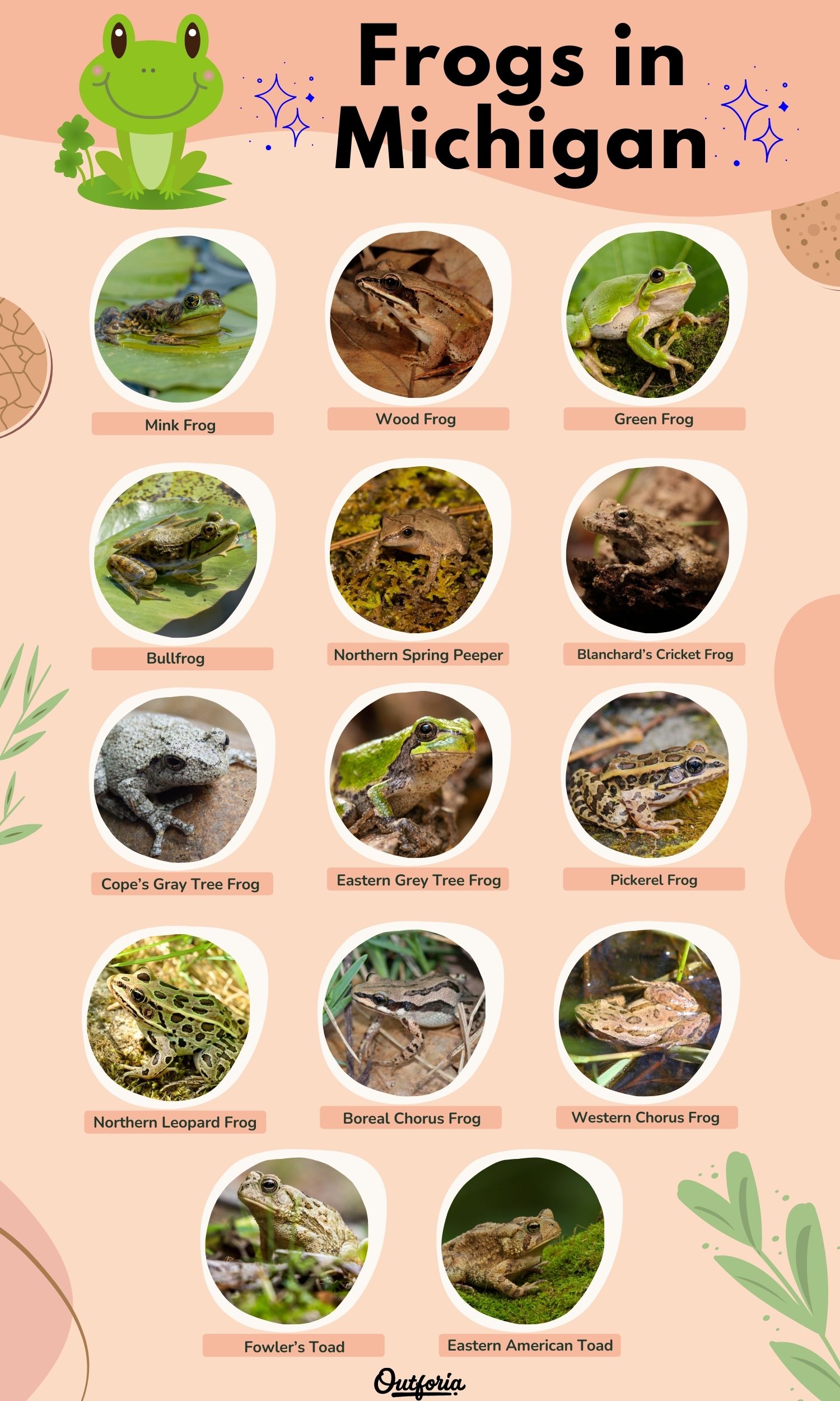Chart of Frogs in Michigan with Photos