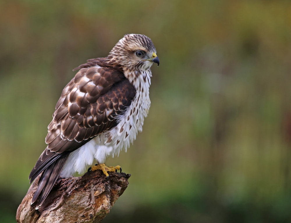 Broad-Winged Hawk (Buteo platypterus) standing on a wod