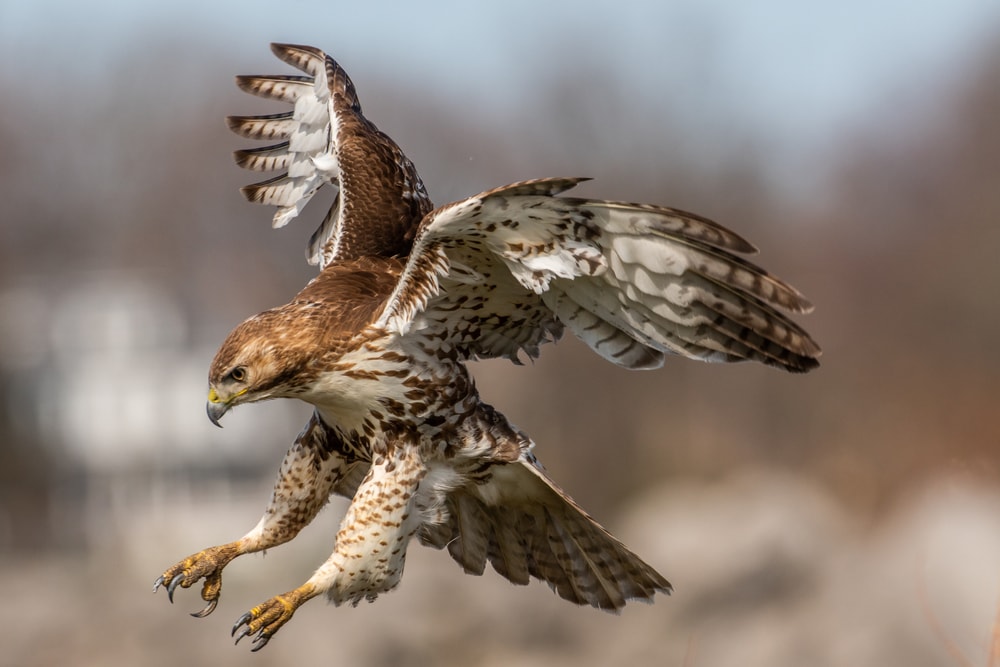 Hawk going for a kill