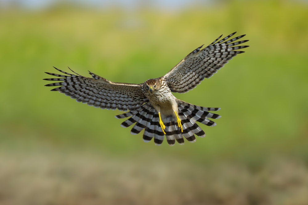 Cooper’s Hawk (Accipiter cooperii) flying