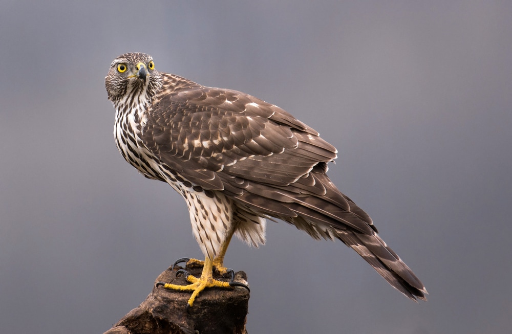 Northern Goshawk (Accipiter gentilis) standing on a wood