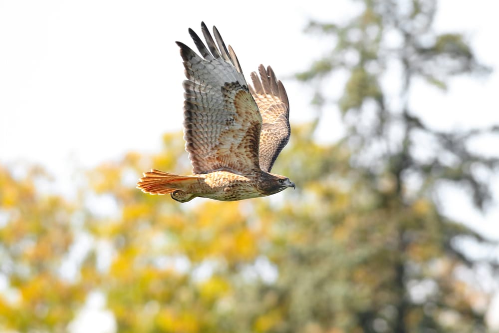 Red-Tailed Hawk (Buteo jamaicensis) flying
