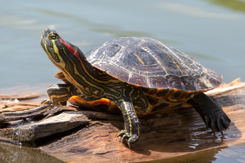 Painted Turtles (Chrysemys Picta) looking up
