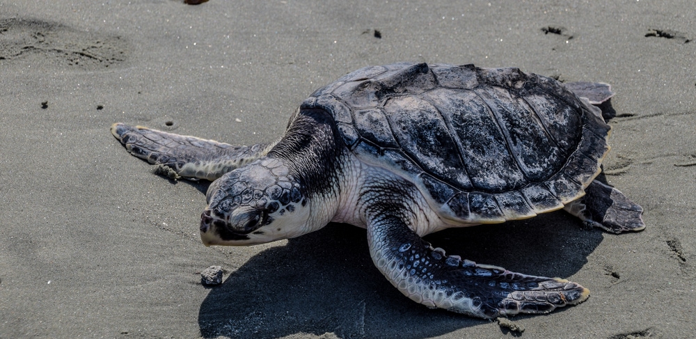 Kemp's Ridley Sea Turtle (Lepidochelys Kempii) walking on a beach sand