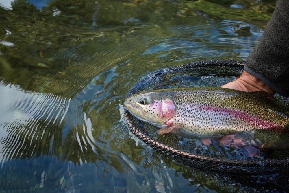 Trout out of the lake in basket