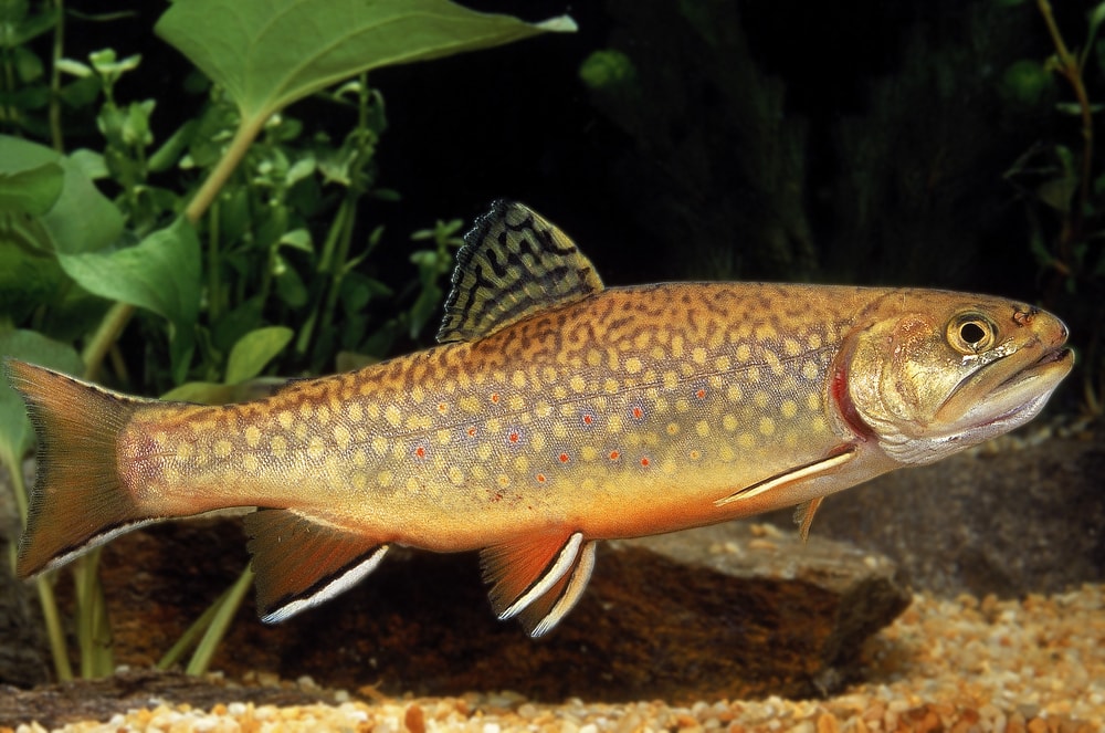 Brook Trout (Salvelinus fontinalis) in an aquarium