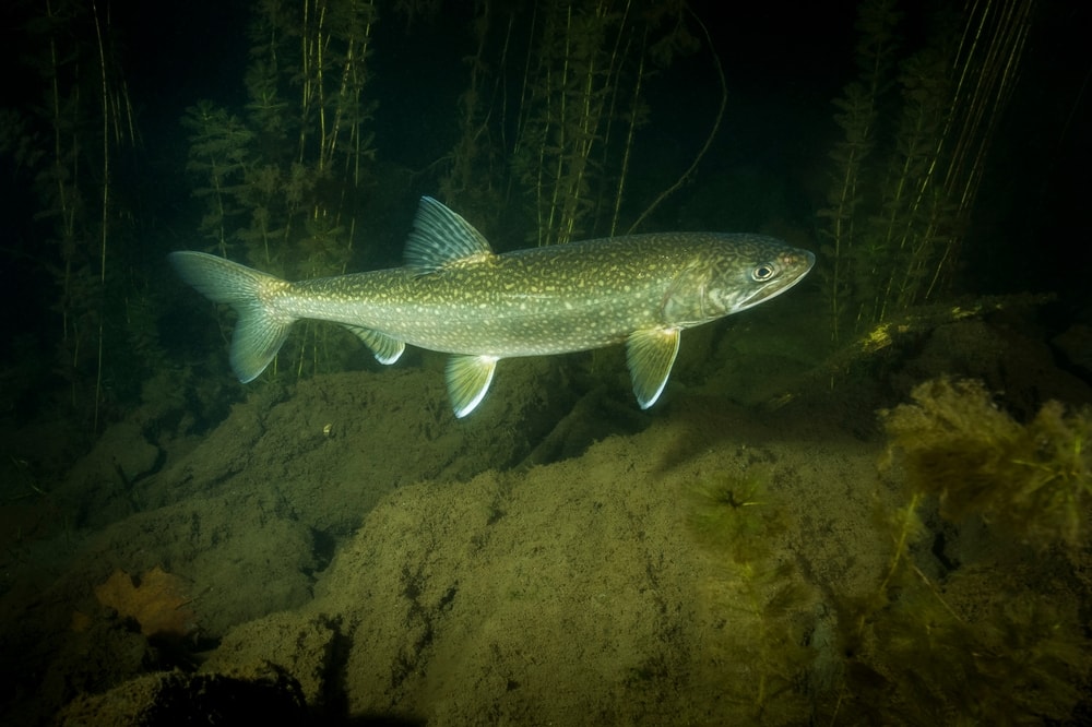 Splake (Salvelinus namaycush) swimming at night
