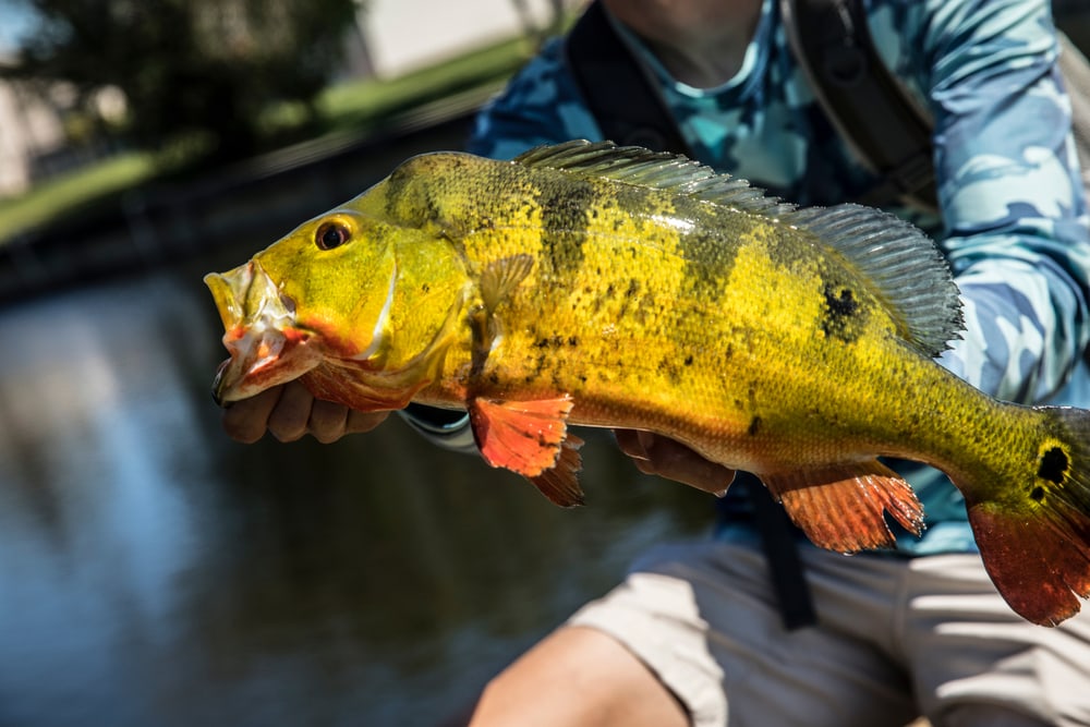 a caught peacock bass handled by a fisherman