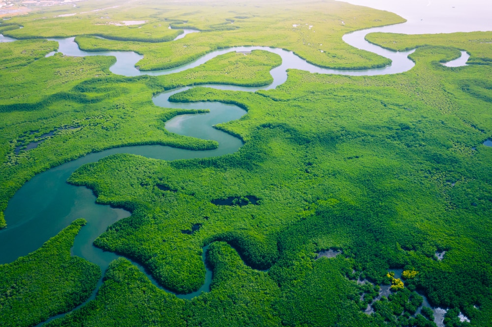 Aerial view of a delta river and mangrove forest in Gambia.