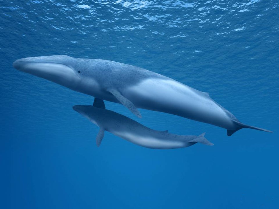 Two Pygmy Right Whales (Cetotheriidae) on the ocean