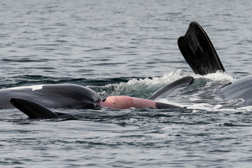 Two whales hugging each other in the ocean