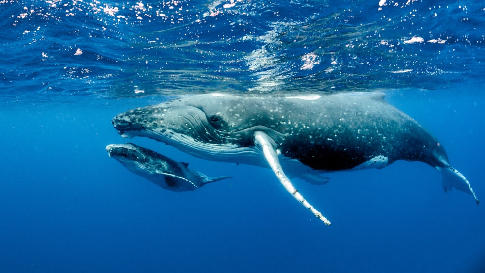 Two whales swimming their way on the ocean