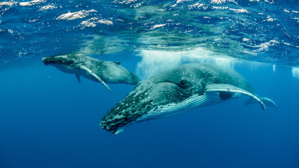 Two whale wandering around the ocean