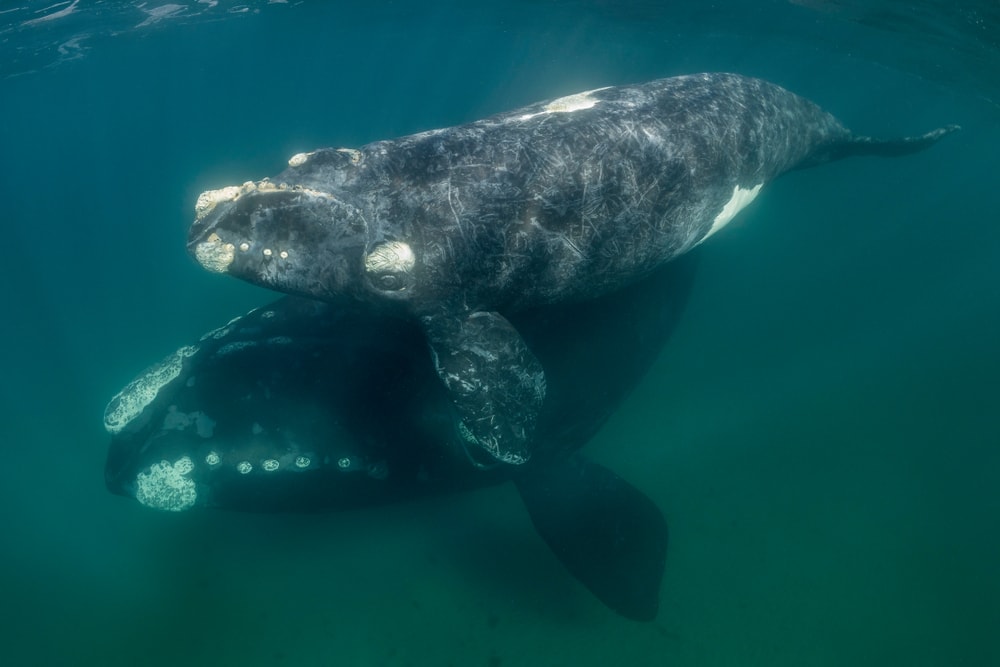 Two whales mating under the ocean