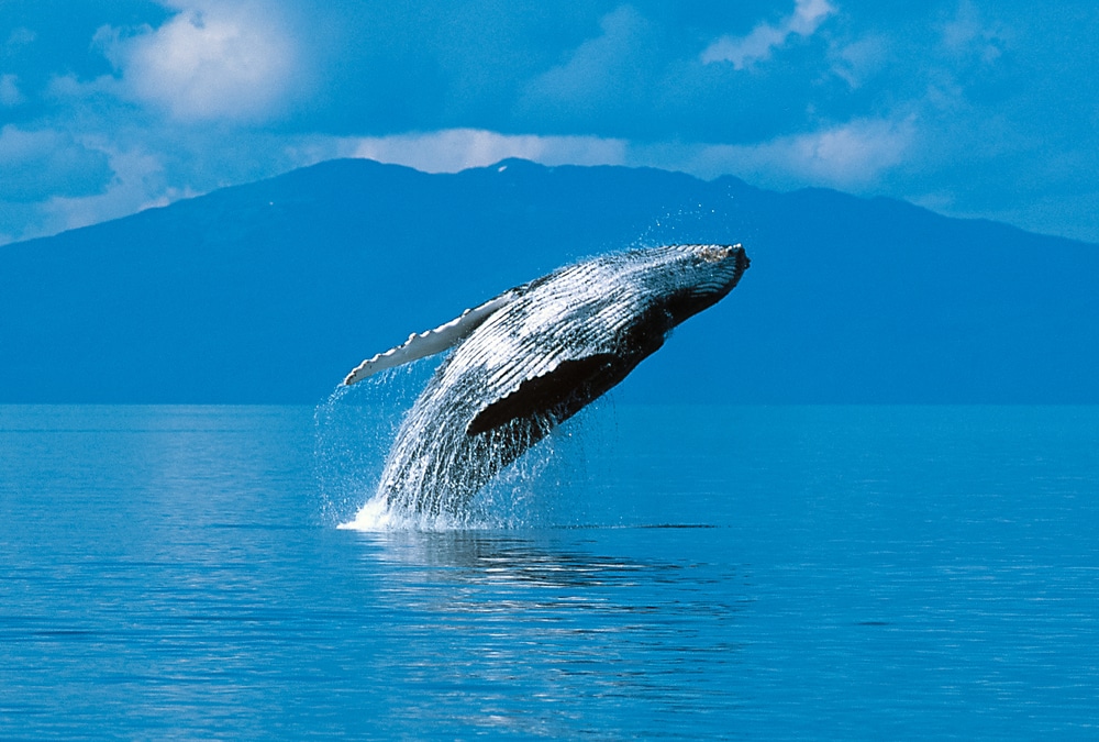 Whale jumping out of the ocean