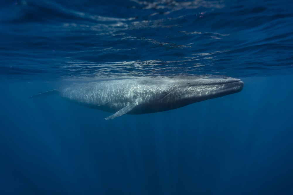 Blue whale swimming under the blue ocean