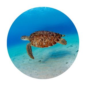 an adult sea turtle swimming in the ocean