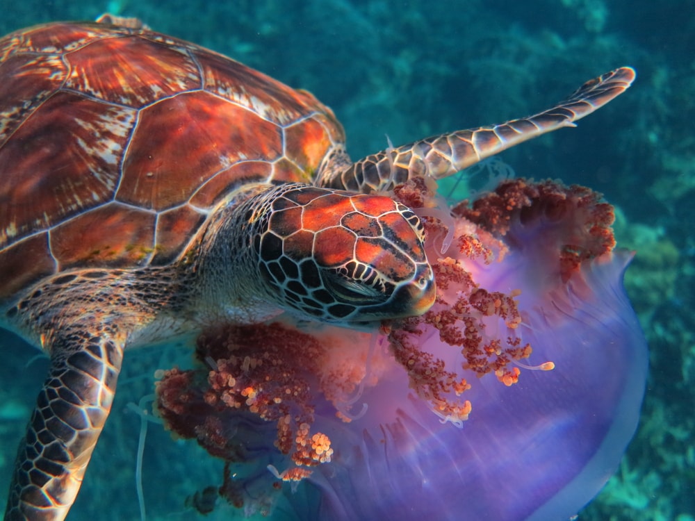a green sea turtle feasting on a jellyfish