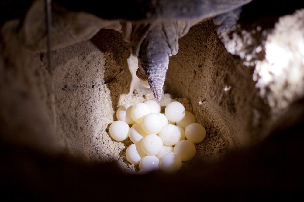 Green turtle (Chelonia mydas) laying her eggs on the beach at night.