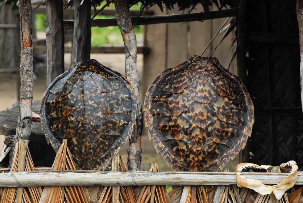 sea turtle shells displayed for sale in a stall