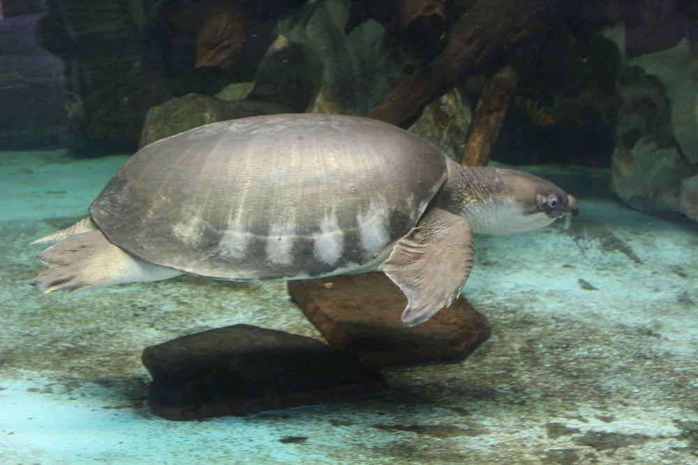 a kemp ridley's sea turtle, the smallest species of sea turtles