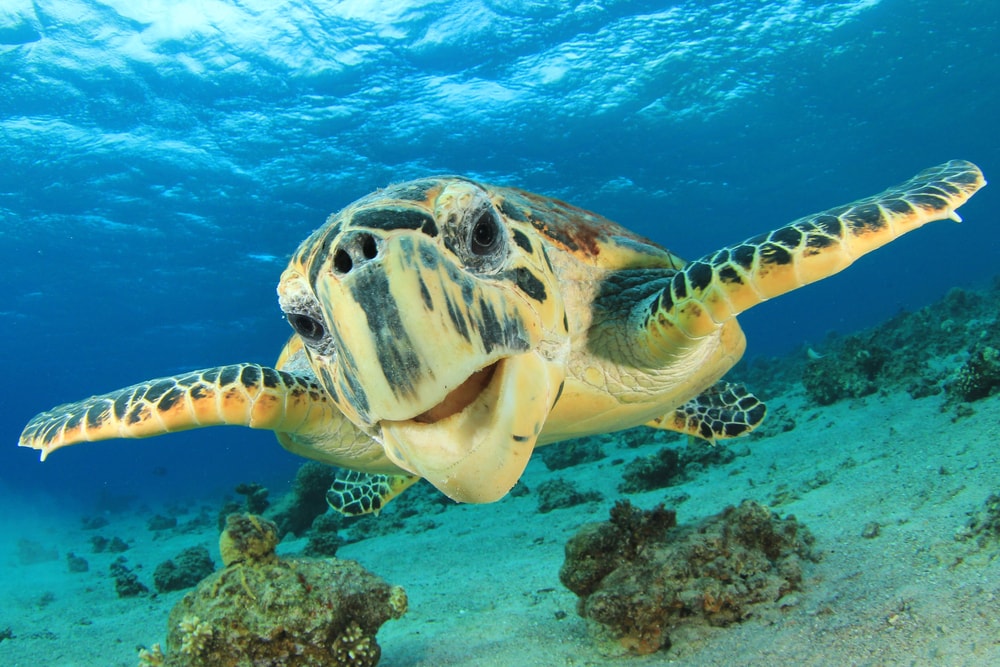 underwater close up shot of a hawksbill sea turtle smiling at the camera