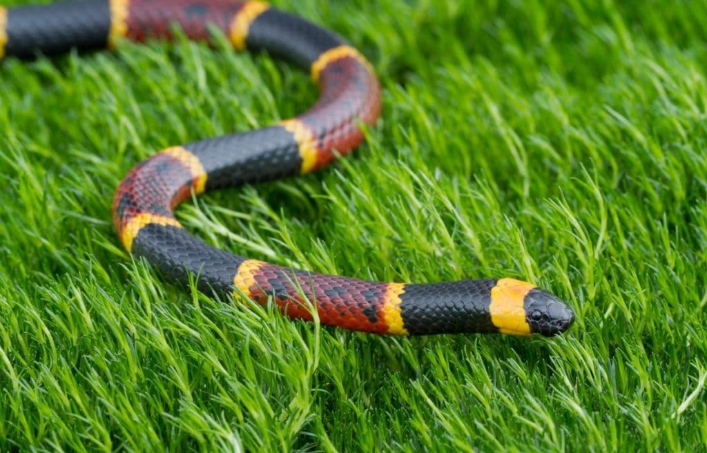 the eastern coral snake slithering on the grass, a poisonous snake in Georgia that is identified as species of concern
