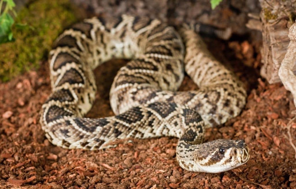 an eastern diamondback rattlesnake slithering on the ground