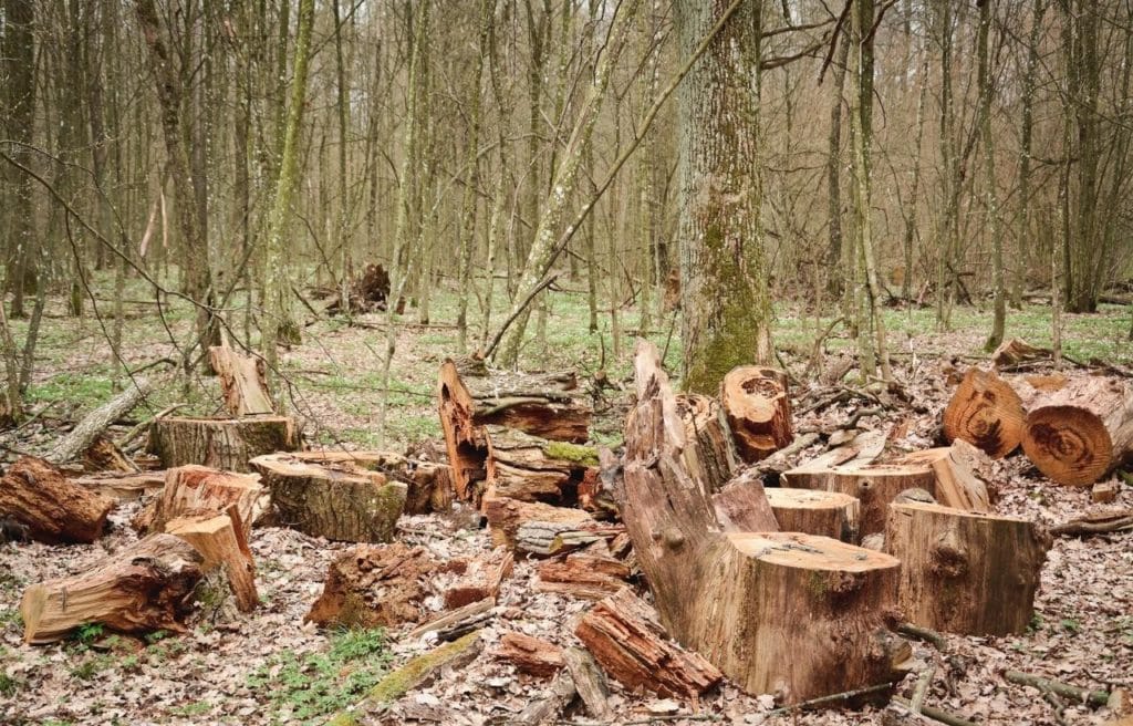 cut down trees on a rainforest as a result of deforestation