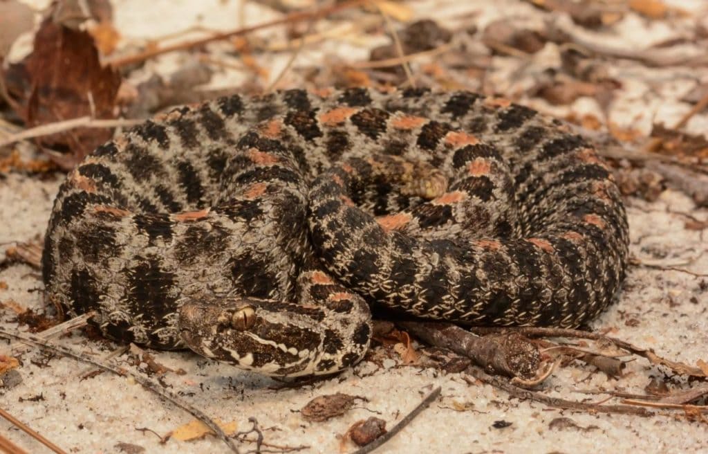 a pygmy rattlesnake coiled on the ground