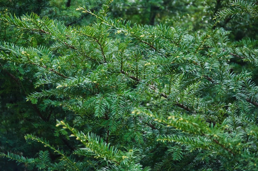 closeup on the branches and needles of a Canadian uew tree