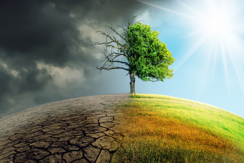 a concept of withering tree caused by climate change