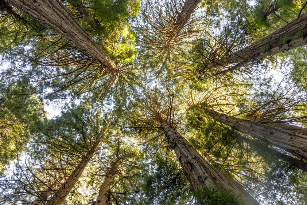 Coast redwood canopy in Monument, Marin County, California, USA.