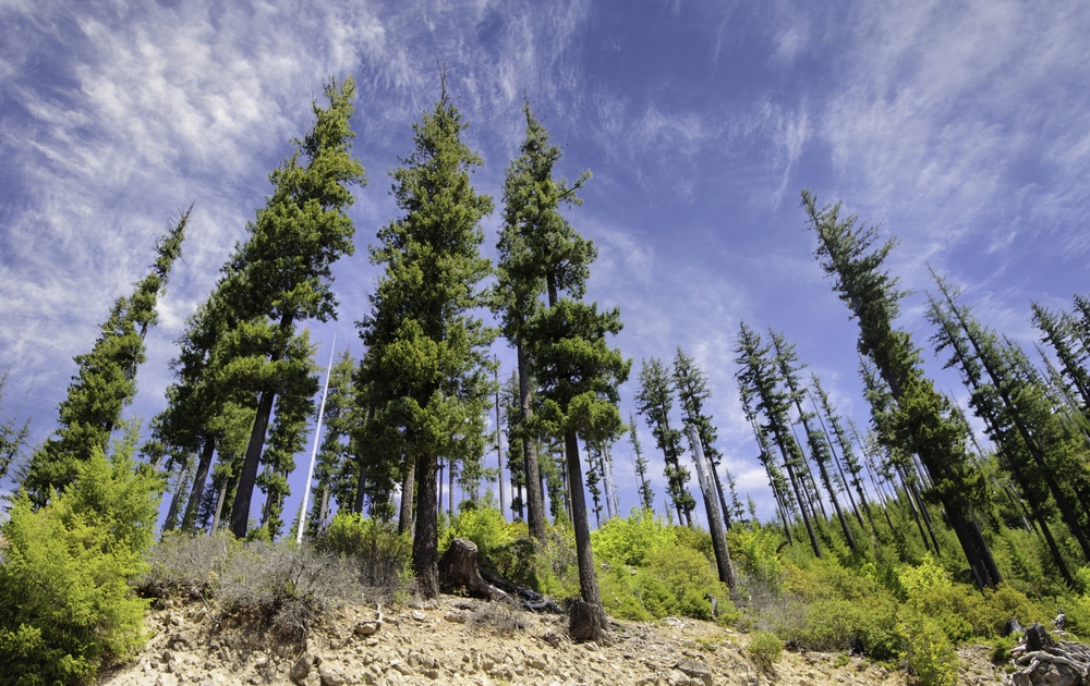 image of tall Douglas firs in Western Oregon