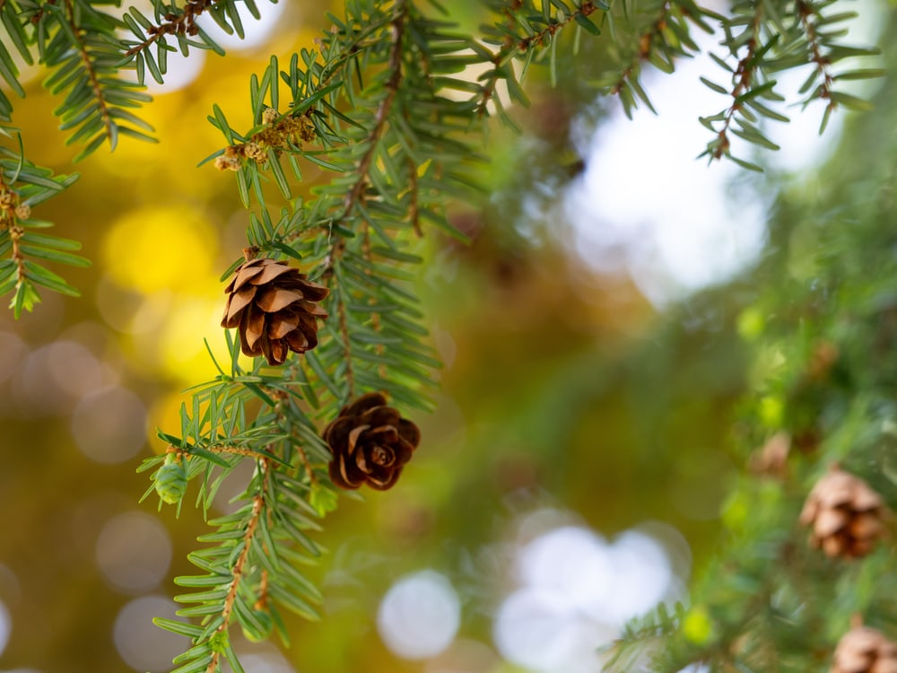 close up of a leave of an eastern hemlock