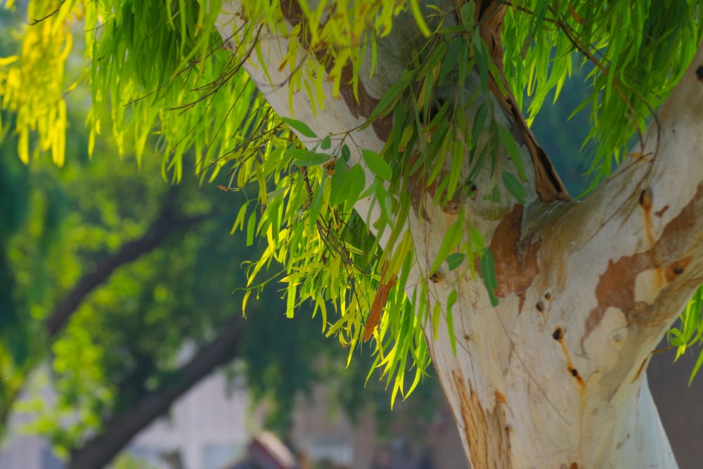 close up of eucalyptus leaves hanging on the eucalyptus tree