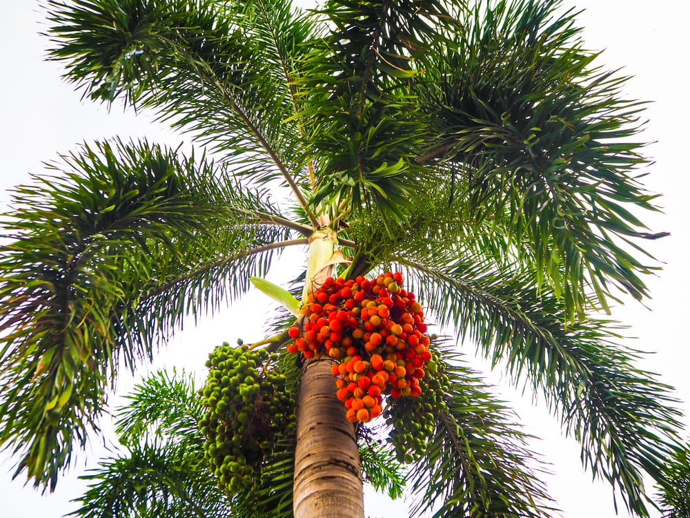 top view of the foxtail palm with ripe red fruits