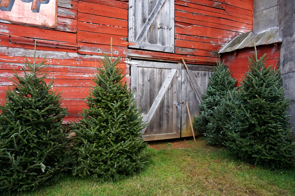 country barn surrounded by Fraser fir
